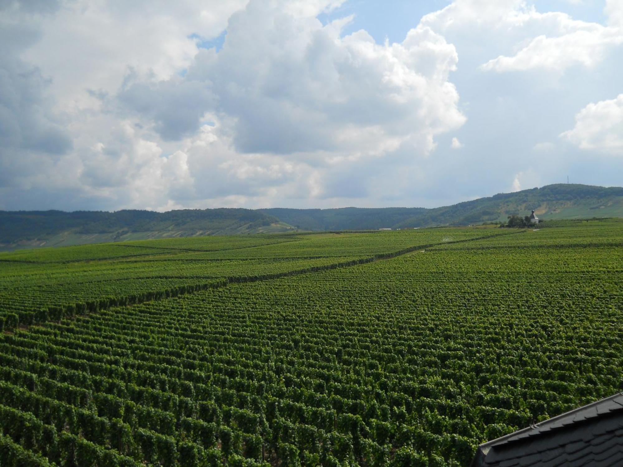 Ferienweingut Winnebeck Köwerich Kültér fotó